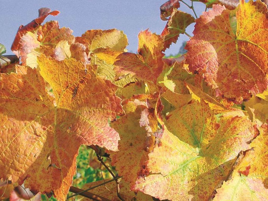 Weingut Alfred Huber Apartment Durbach Luaran gambar